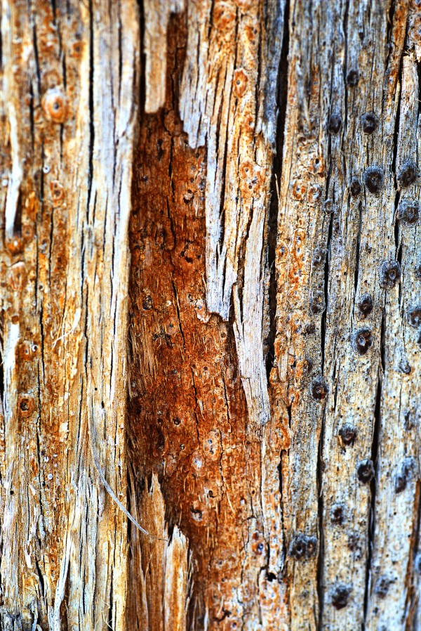 Eucalyptus Textures and Tones by Joy Watson